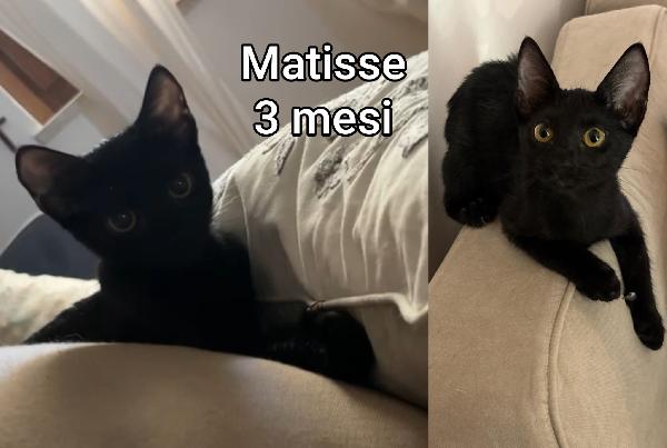 STUPENDI GATTINI! ADOZIONI Foto 3