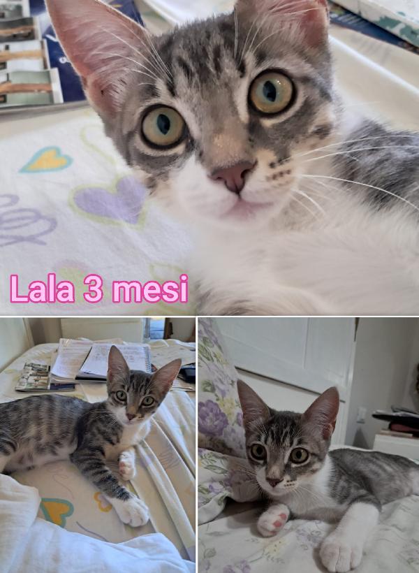 STUPENDI GATTINI! ADOZIONI Foto 4