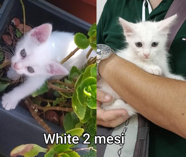 STUPENDI GATTINI! ADOZIONI Foto 7
