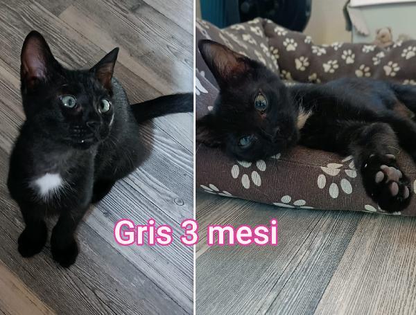 STUPENDI GATTINI! ADOZIONI Foto 10