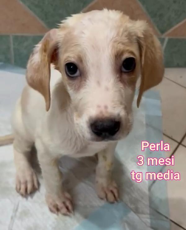Cuccioli Stupendi Dai 2 Mesi