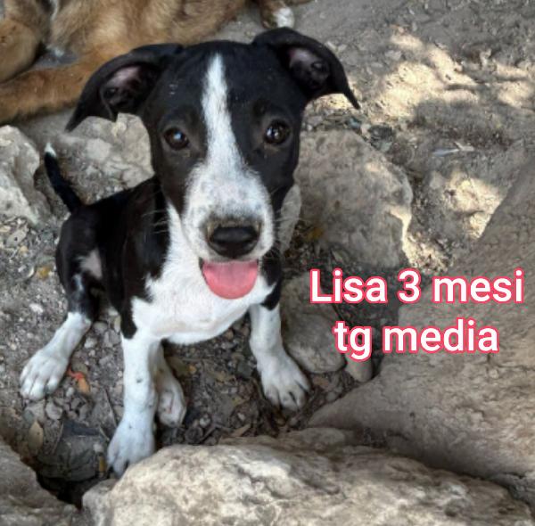 CUCCIOLI STUPENDI DAI 2 MESI Foto 2