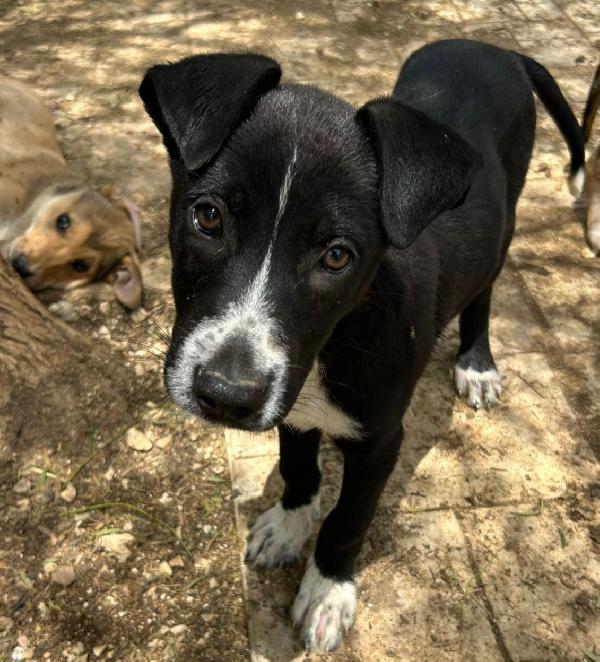 Milka, Cucciola Nera E Invisibile 