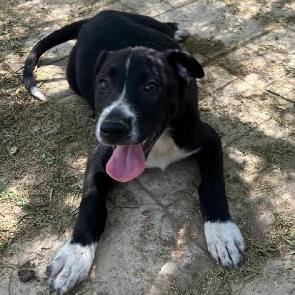 Milka, cucciola nera e invisibile  Foto 3