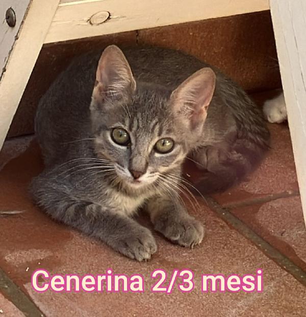 Tanti Mici Da Salvare