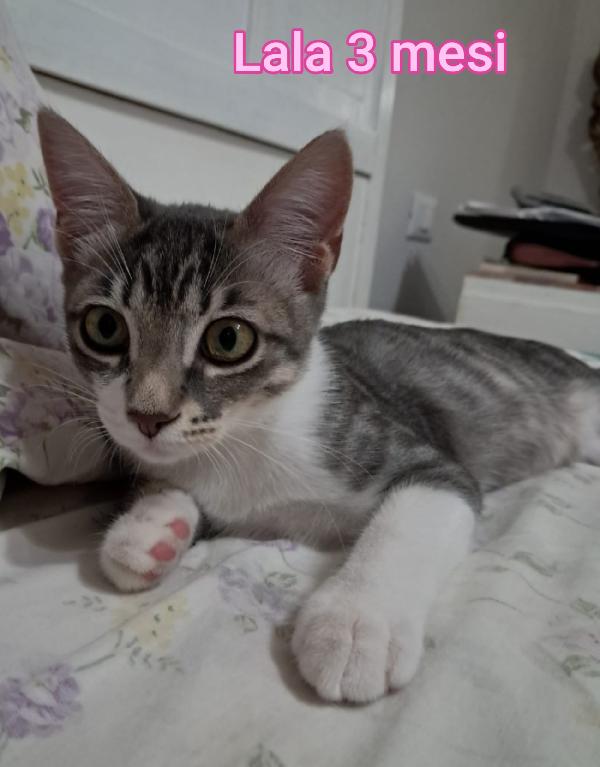 TANTI MICI DA SALVARE Foto 3