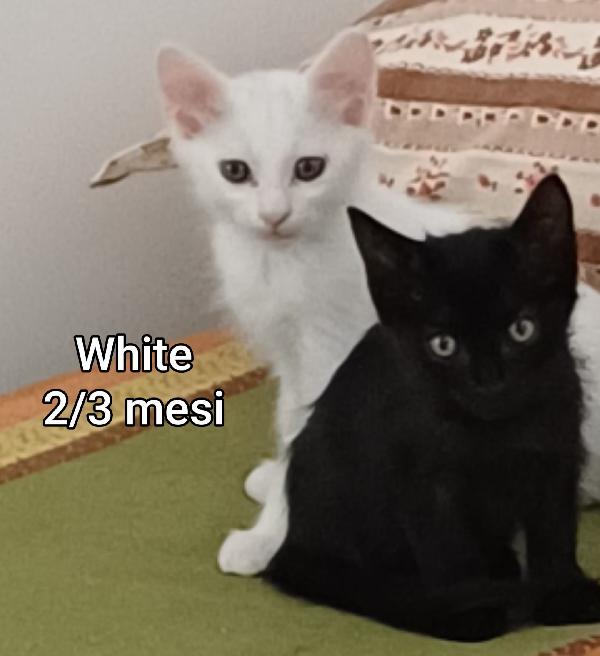 TANTI MICI DA SALVARE Foto 4