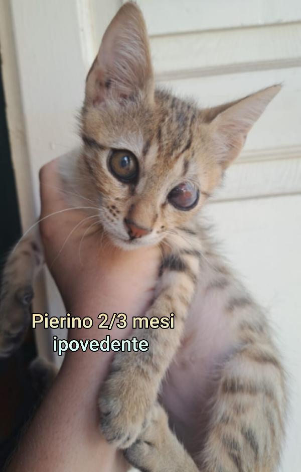 TANTI MICI DA SALVARE Foto 5