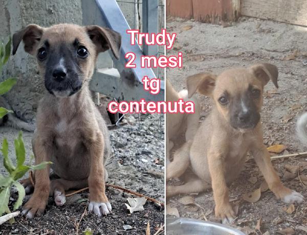 Cuccioli trovatelli da adottare Foto 2