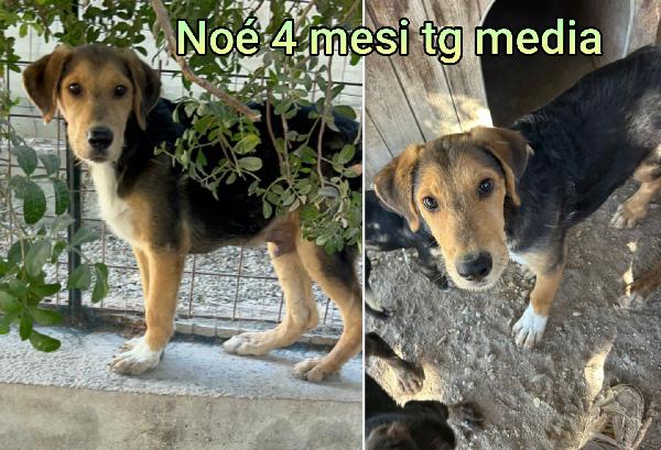 Cuccioli trovatelli da adottare Foto 6