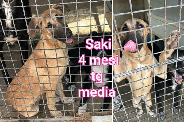 Cuccioli trovatelli da adottare Foto 7