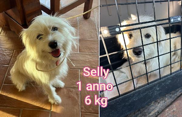 Cagnolini Piccoli E Contenuti 