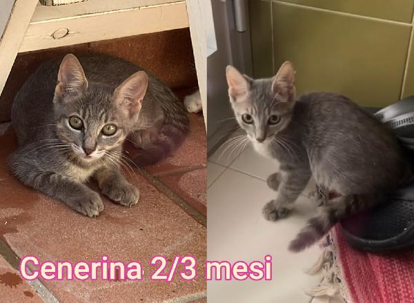ADOZIONE MICETTI SENZA CASA Foto 2