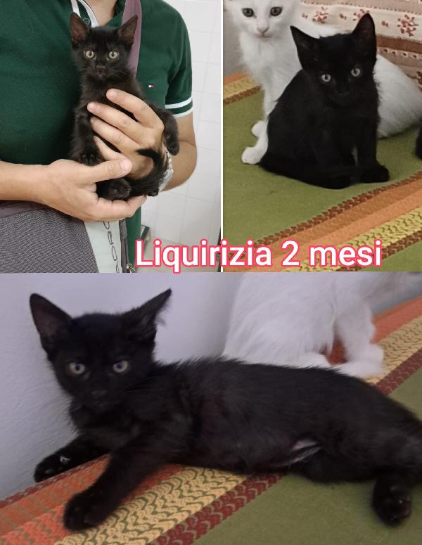 ADOZIONE MICETTI SENZA CASA Foto 4