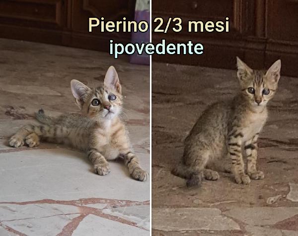 ADOZIONE MICETTI SENZA CASA Foto 5