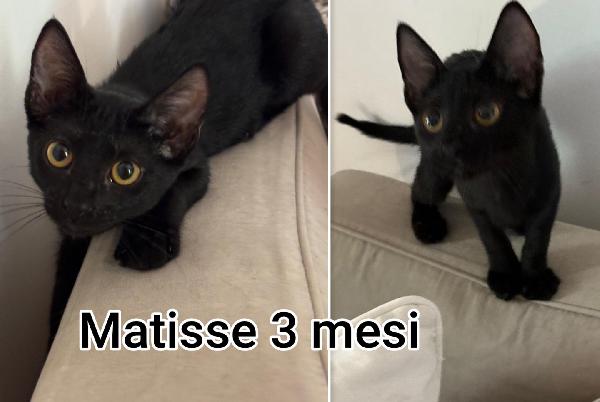 ADOZIONE MICETTI SENZA CASA Foto 6