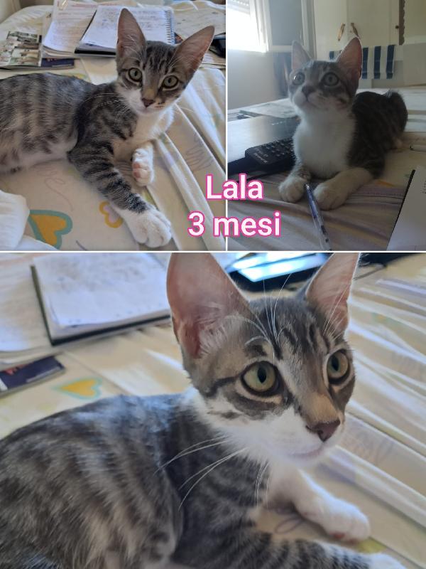 ADOZIONE MICETTI SENZA CASA Foto 7