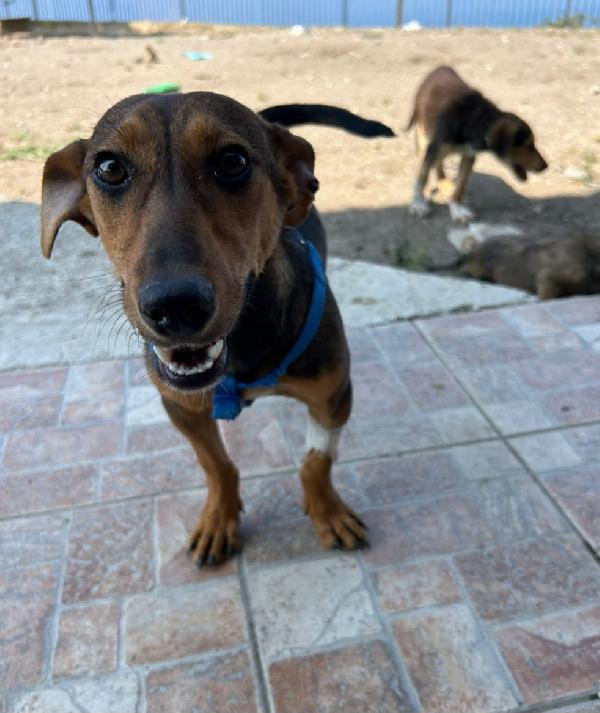 Cagnolina di taglia piccola. Foto 3