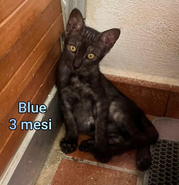 ADOTTA UN GATTINO! Foto 6
