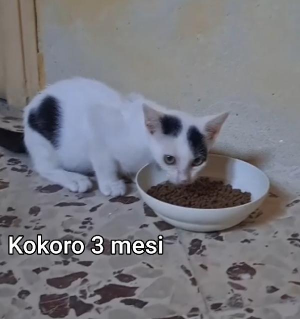 ADOTTA UN GATTINO! Foto 8