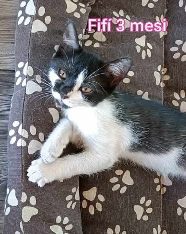 Micini in cerca di famiglie amorevoli  Foto 4