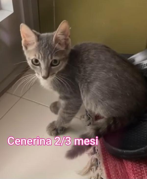 Micini in cerca di famiglie amorevoli  Foto 9