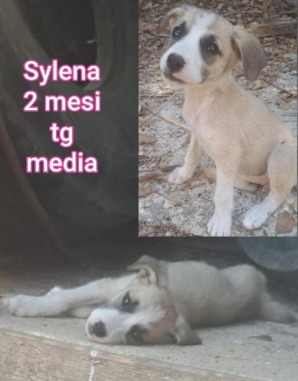 2- 3 mesi, cucciolini in rifugio  Foto 5
