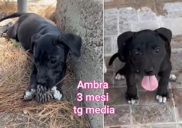 2- 3 mesi, cucciolini in rifugio  Foto 9