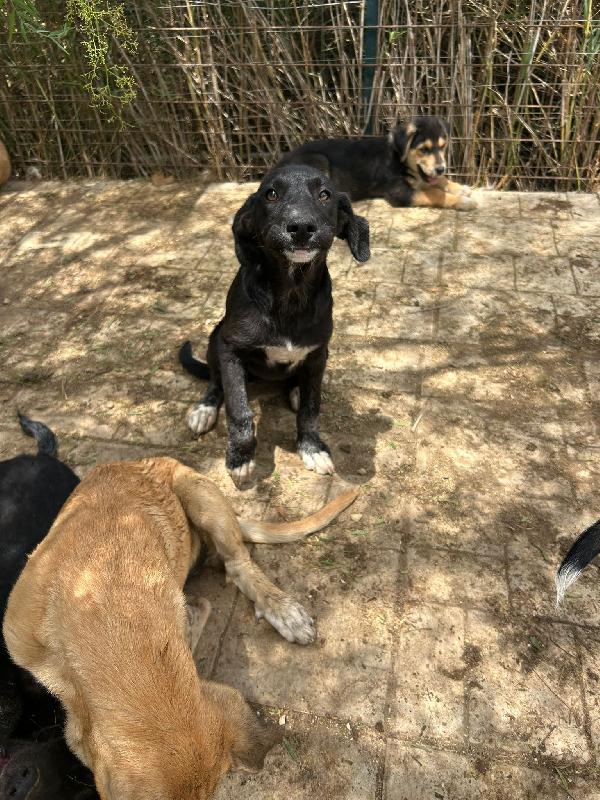 Pimpa, cucciola nera ignorata da tutti Foto 2