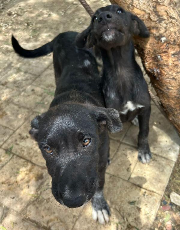 Pimpa, cucciola nera ignorata da tutti Foto 4