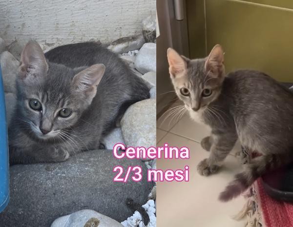 Telefona Per Una Di Questi Mici
