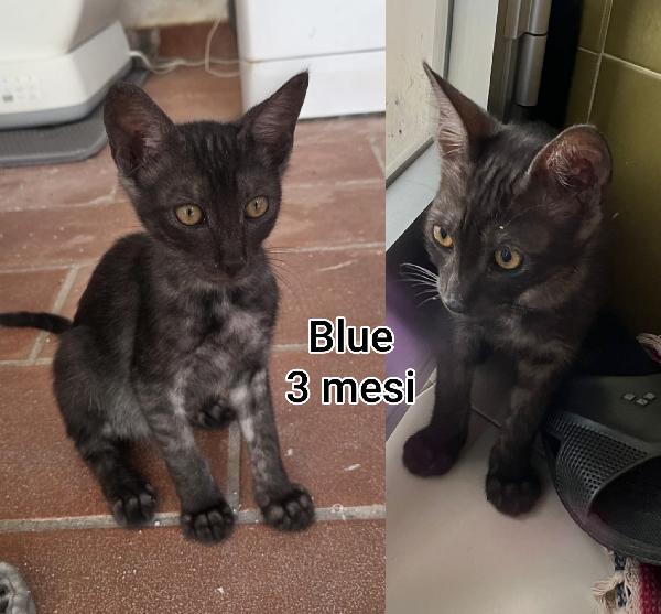 Telefona per una di questi mici Foto 2