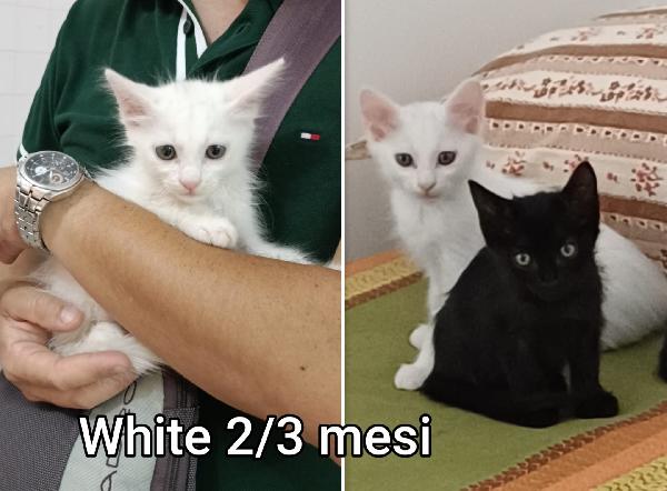 Telefona per una di questi mici Foto 3