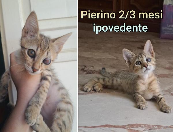 Telefona per una di questi mici Foto 4