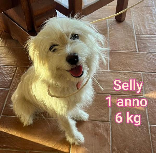 Piccoli canini in rifugio  Foto 5