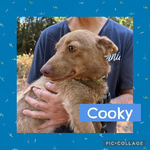 🔆🐾 Cooky 🐾🔆 Taglia Piccola In Adozione 