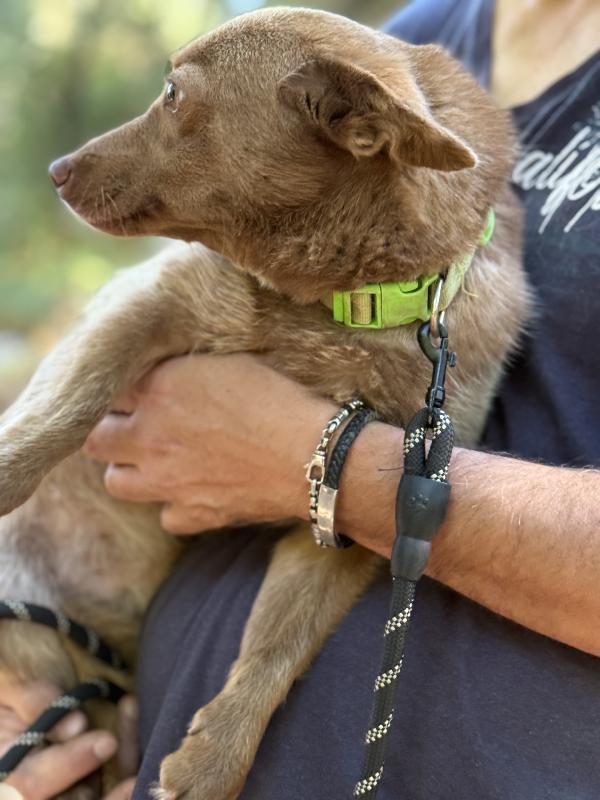 🔆🐾 cooky 🐾🔆 taglia piccola in adozione  Foto 6