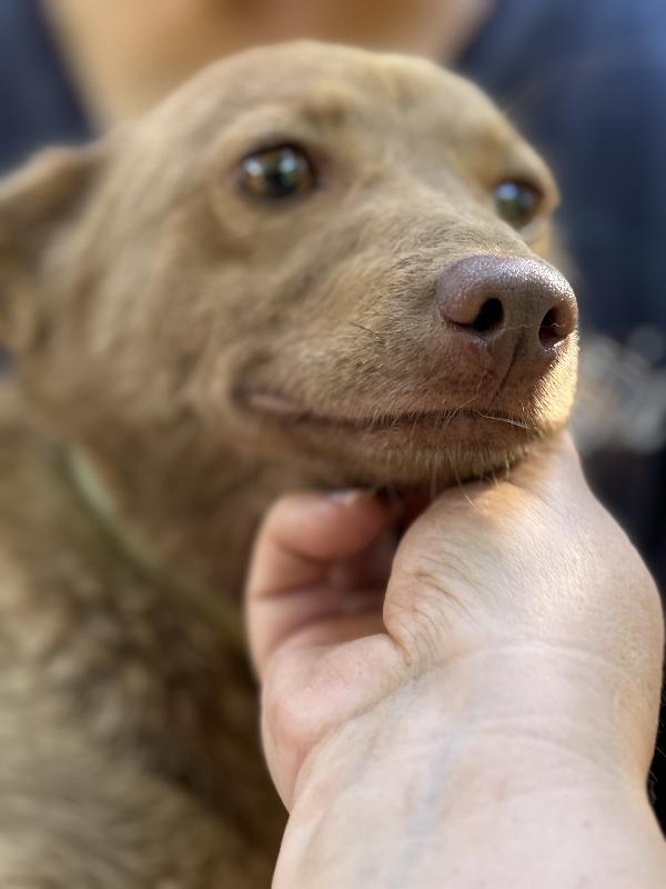 💚🐾 cooky, taglia piccola in adozione  Foto 3