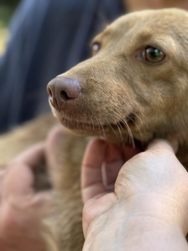 💚🐾 cooky, taglia piccola in adozione  Foto 4