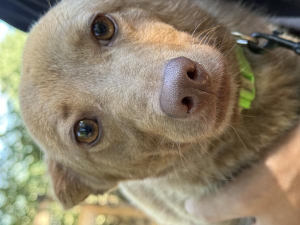💚🐾 cooky, taglia piccola in adozione  Foto 5