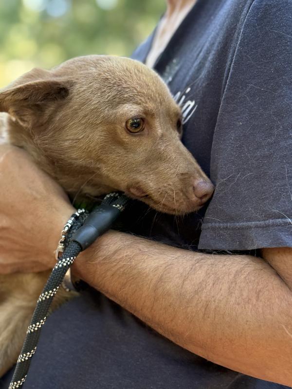 💚🐾 cooky, taglia piccola in adozione  Foto 6