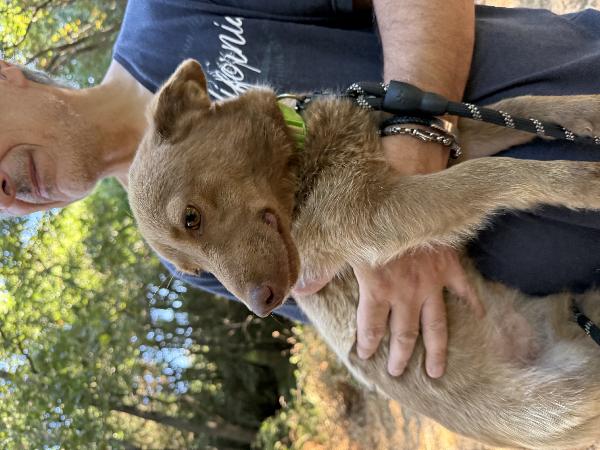 💚🐾 cooky, taglia piccola in adozione  Foto 7