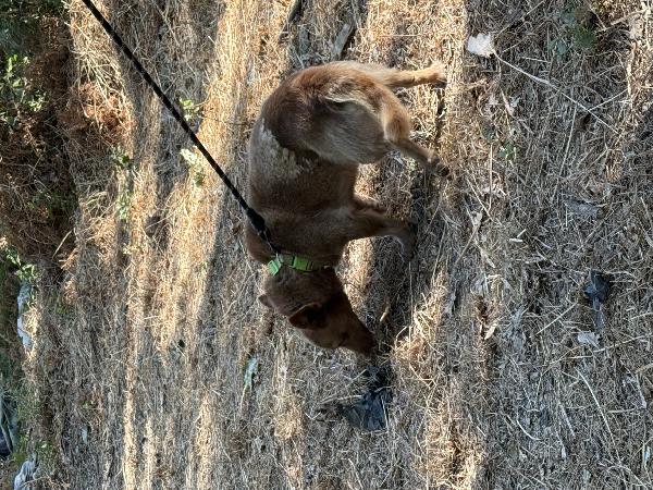 💚🐾 cooky, taglia piccola in adozione  Foto 9