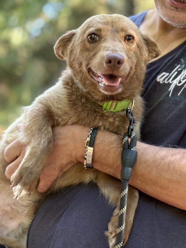 ✨🐾 cooky, dolce cagnolino taglia piccola in adozione  Foto 4