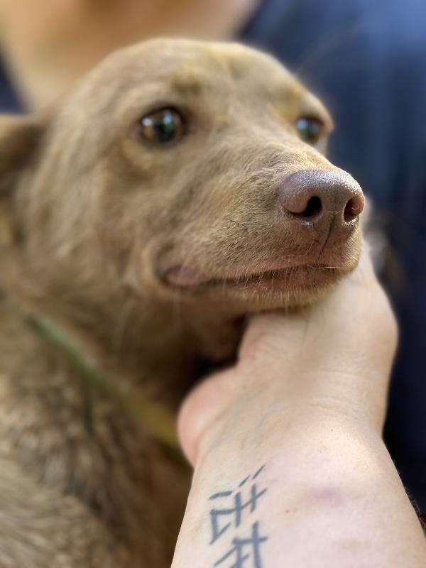 💛🐾 cooky, taglia piccola dolcissimo in adozione  Foto 2