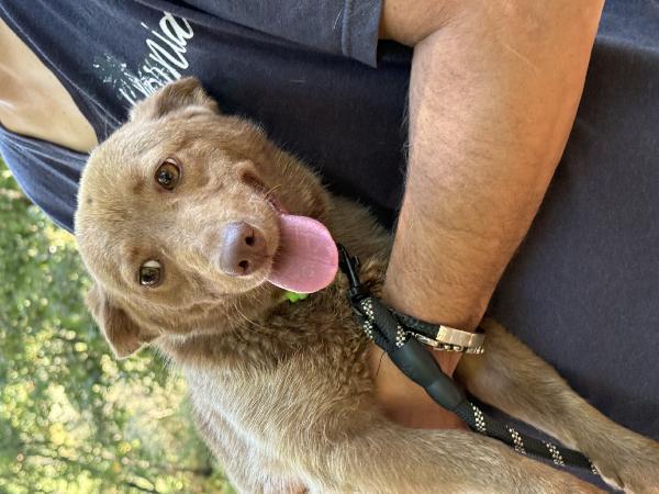 💛🐾 cooky, taglia piccola dolcissimo in adozione  Foto 4
