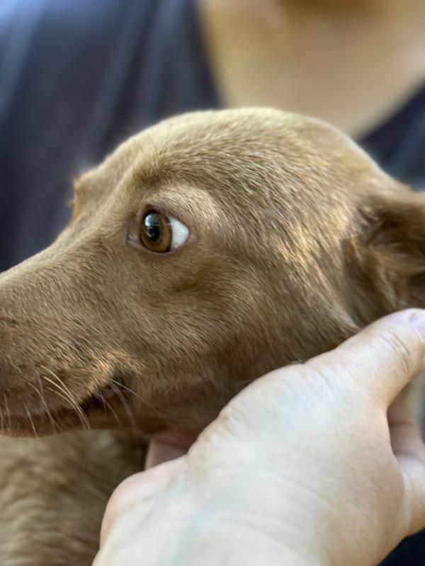 💛🐾 cooky, taglia piccola dolcissimo in adozione  Foto 5