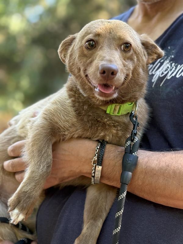 💛🐾 cooky, taglia piccola dolcissimo in adozione  Foto 6