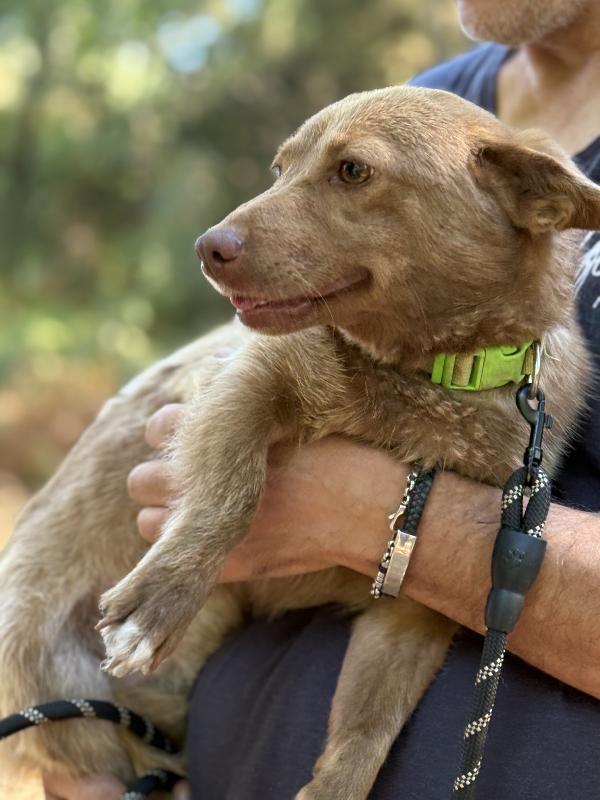 💛🐾 cooky, taglia piccola dolcissimo in adozione  Foto 10
