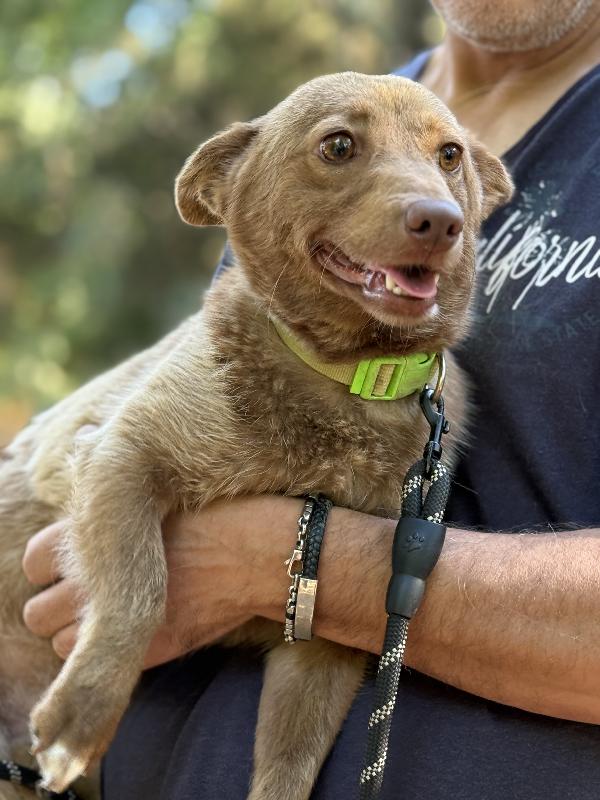 ❇️🐾 cooky, dolcissimo cagnolino taglia piccola in adozione  Foto 3